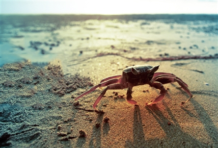 La vida en la playa | Música junto al mar