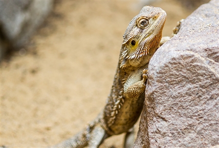 Pequeños gigantes de la naturaleza