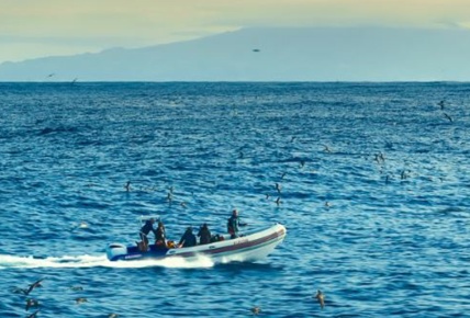Delfines de cerca con Bertie Gregory
