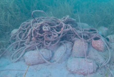 Pulpo en peligro - Tras sus rastros en el Mediterr&aacute;neo