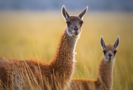 Flora y fauna | Esteros de Iberá