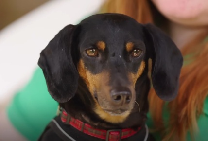 Dog House | Episodio 1