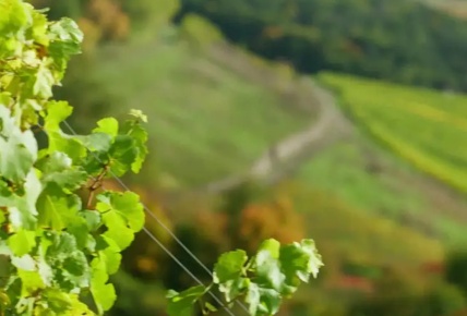 ¿El vino sin alcohol salvará a los viticultores?