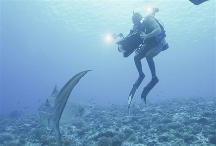 Tiburones en el paraíso