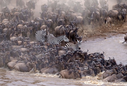 Animales viajeros | Tras las lluvias de África