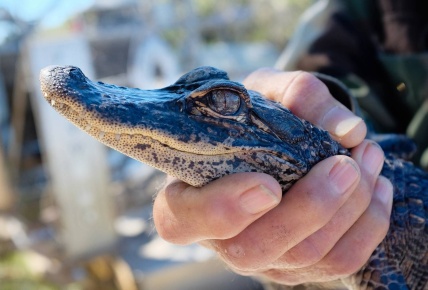 Animales en riesgo: Miami