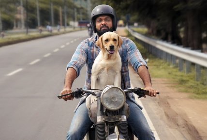 Charlie: un perro especial