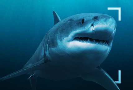 Tiburones de cerca con Bertie Gregory