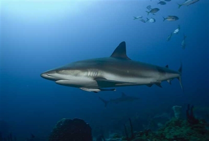 Tiburones y volcanes