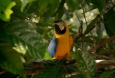 Amazonia