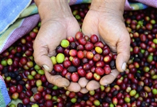 Transformadores de campo