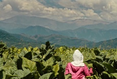 Wacay, mujeres del tabacal