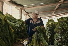 Wacay, mujeres del tabacal