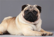 Perros en acci&oacute;n